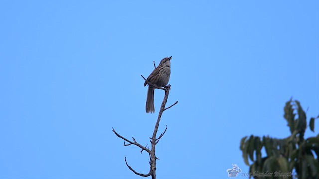Mount Victoria Babax - ML636454393