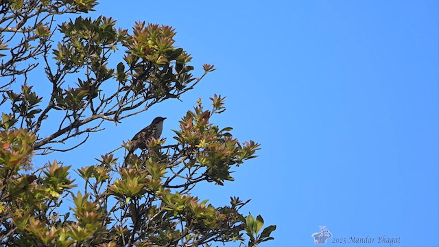 Mount Victoria Babax - ML636454396