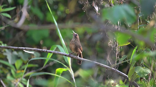 Spot-breasted Laughingthrush - ML636454457