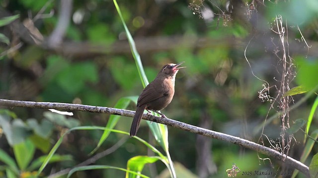 Spot-breasted Laughingthrush - ML636454458