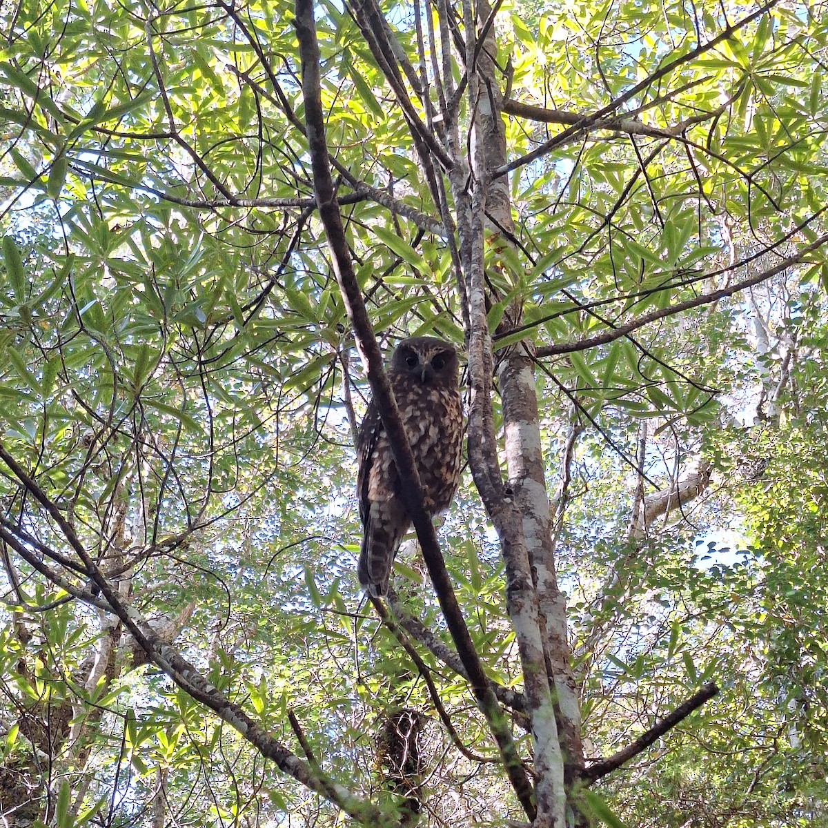 Morepork - ML636454472