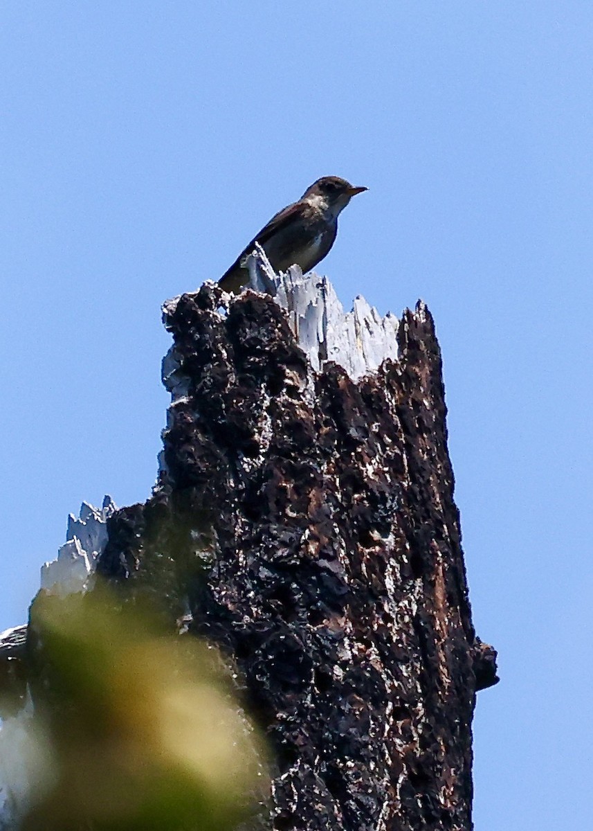 Olive-sided Flycatcher - ML636454480
