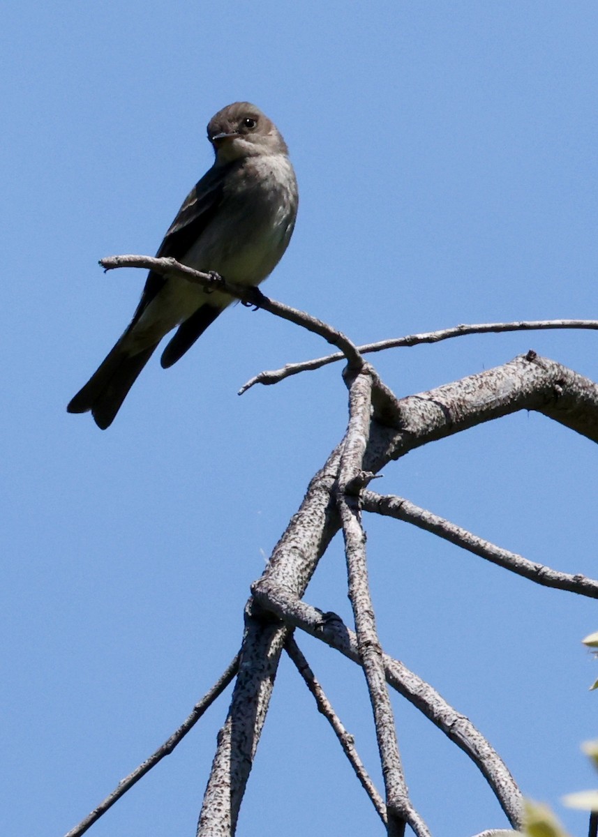 Western Wood-Pewee - ML636454496