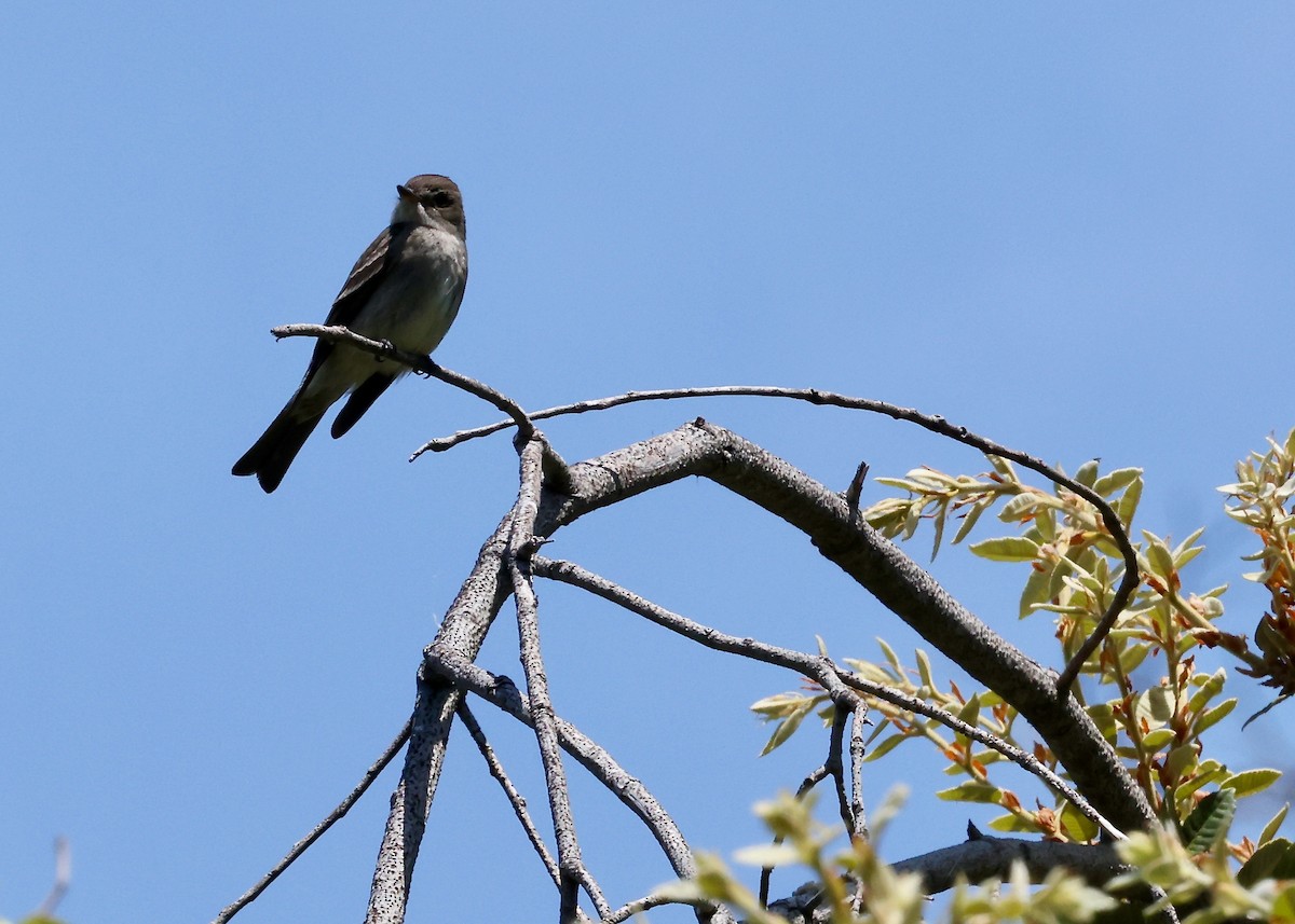 Western Wood-Pewee - ML636454497