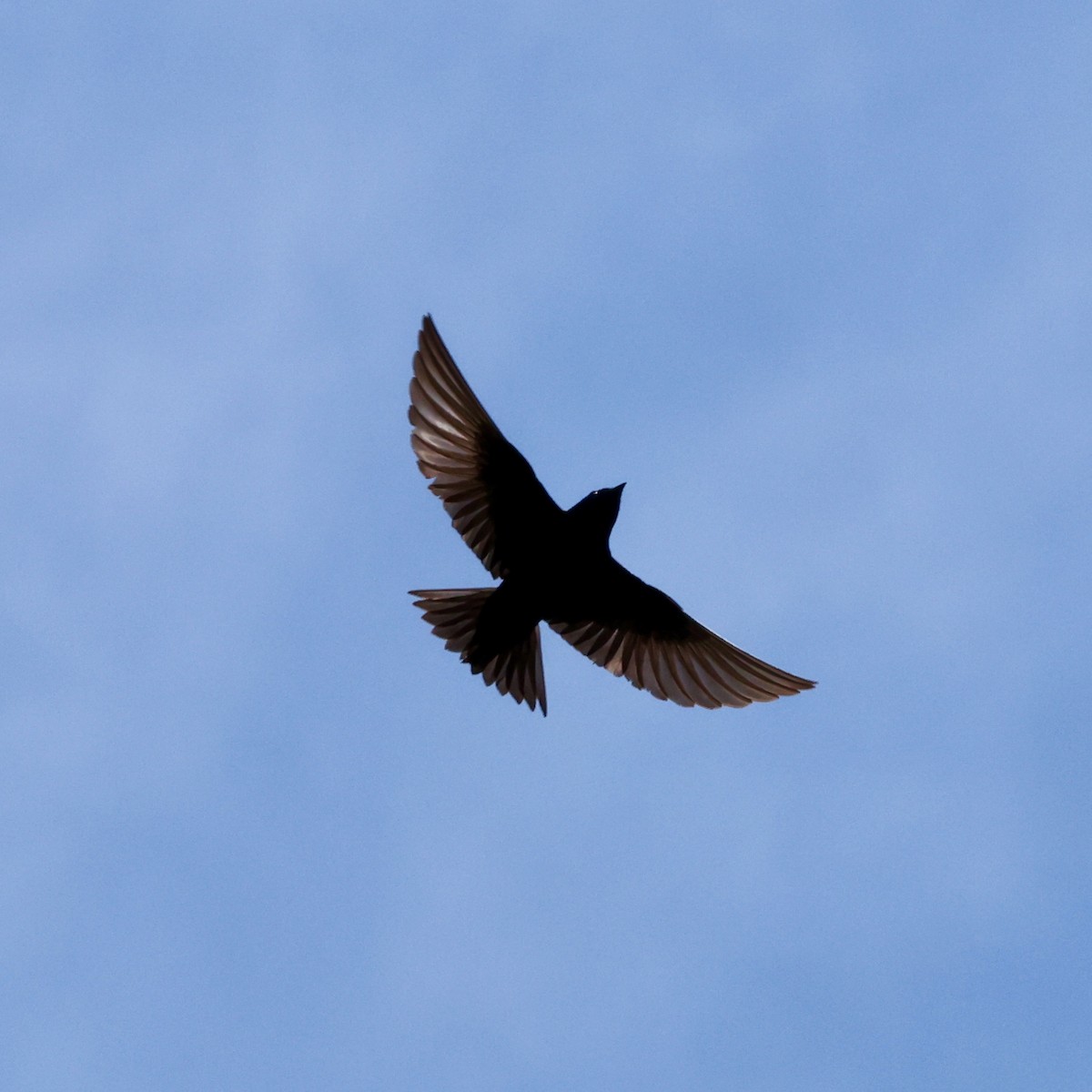 Purple Martin - ML636454507