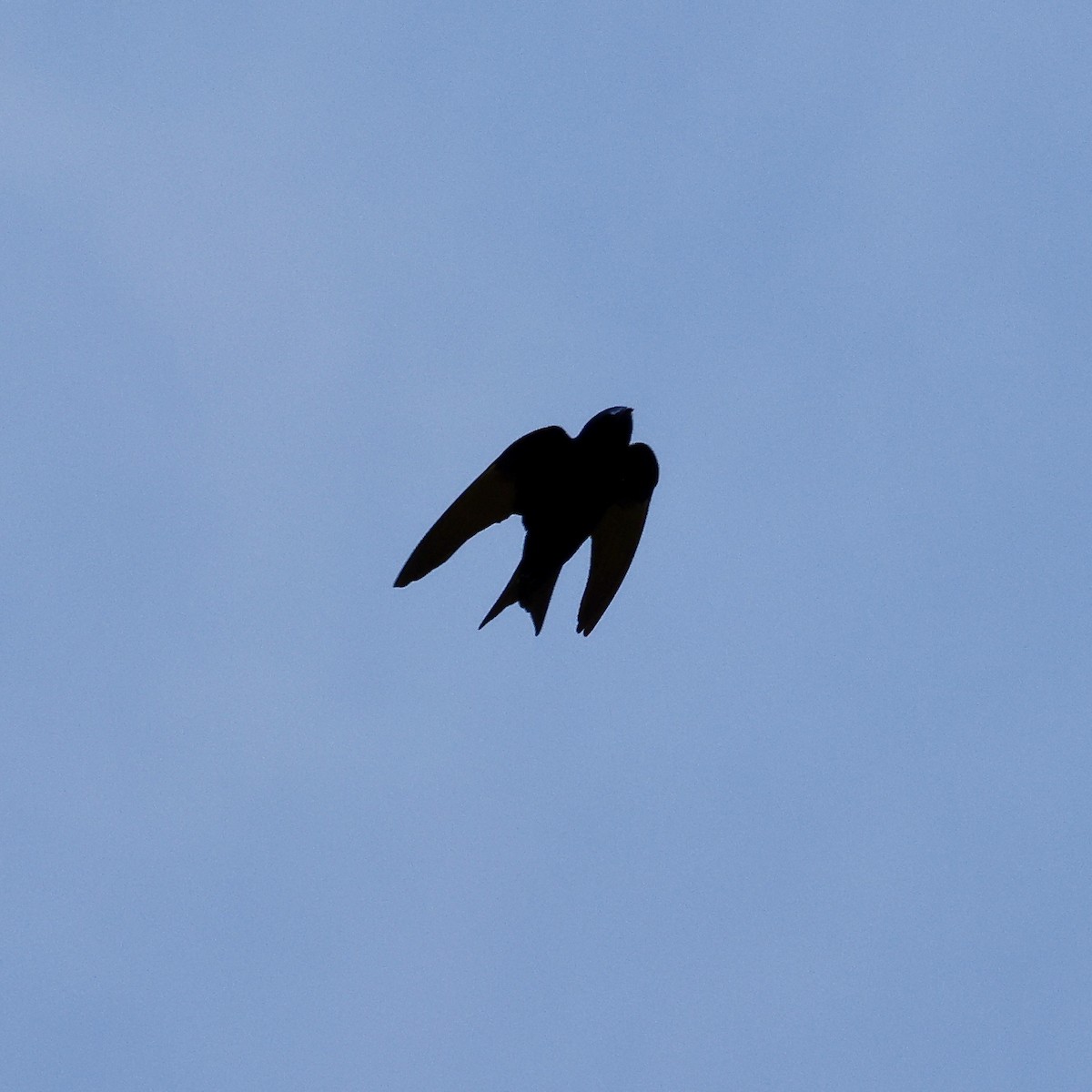 Purple Martin - ML636454508