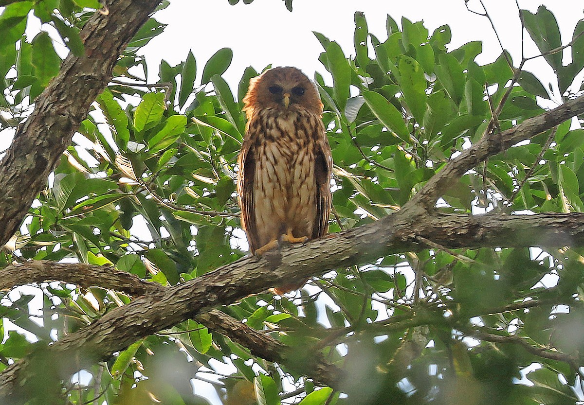 Vermiculated Fishing-Owl - ML636454514