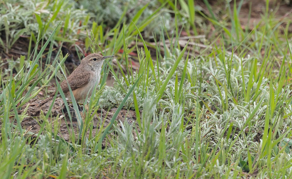 Rock Wren - ML636454554