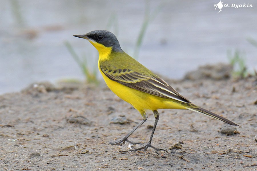 Western Yellow Wagtail (thunbergi) - ML636454618