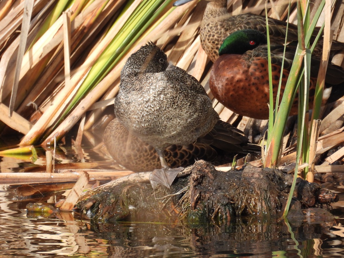 Freckled Duck - ML636454688