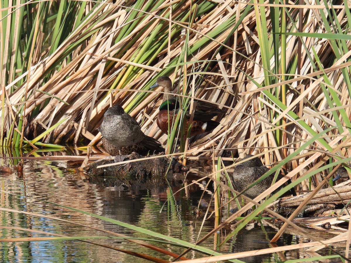 Freckled Duck - ML636454689