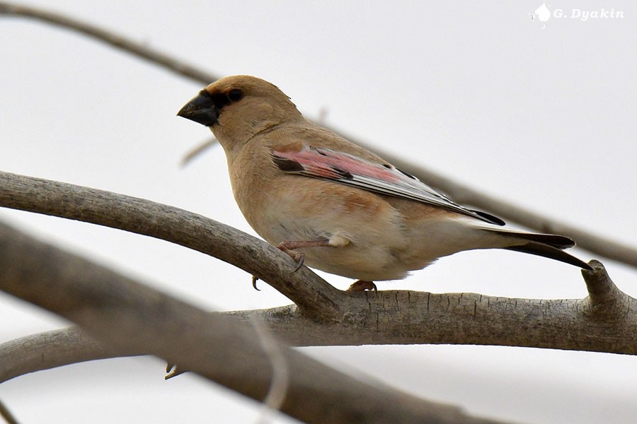 Desert Finch - ML636454698