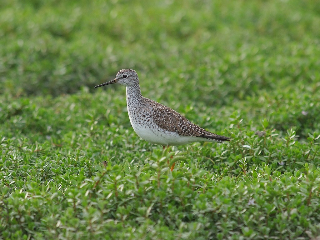 gulbeinsnipe - ML636454722
