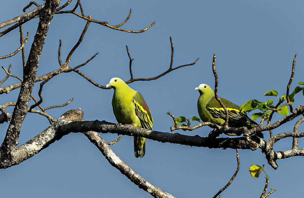 Andaman Green-Pigeon - ML636454944
