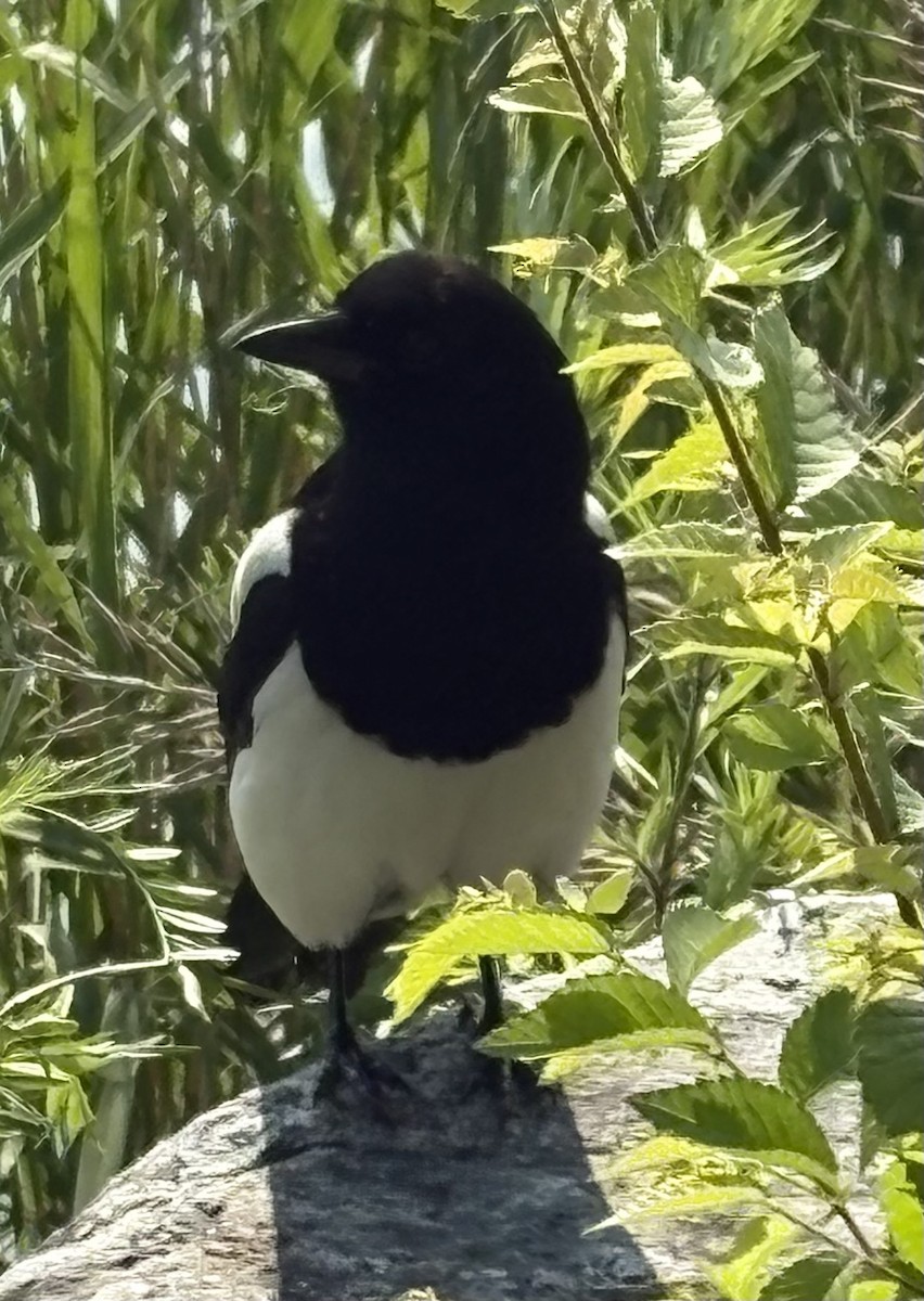 Oriental Magpie - ML636454955