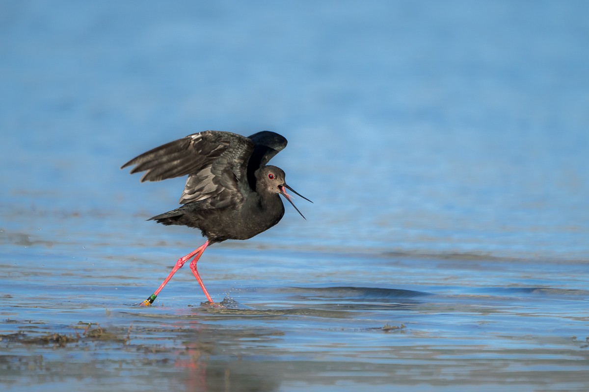 Black Stilt - ML636454972