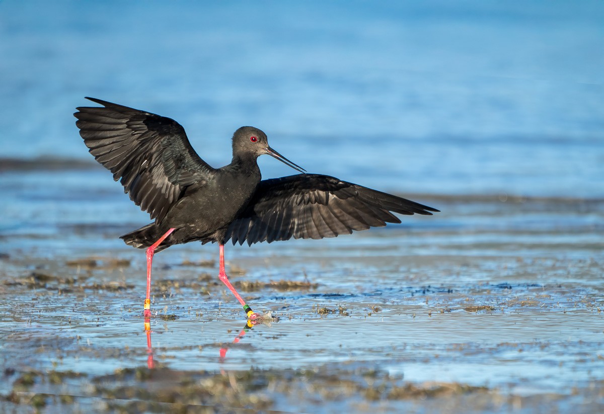 Black Stilt - ML636455012