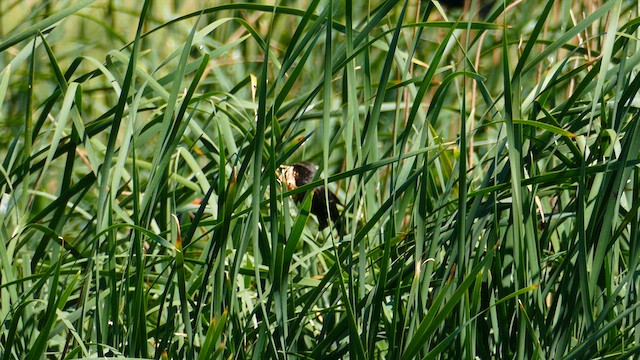Tricolored Blackbird - ML636455025