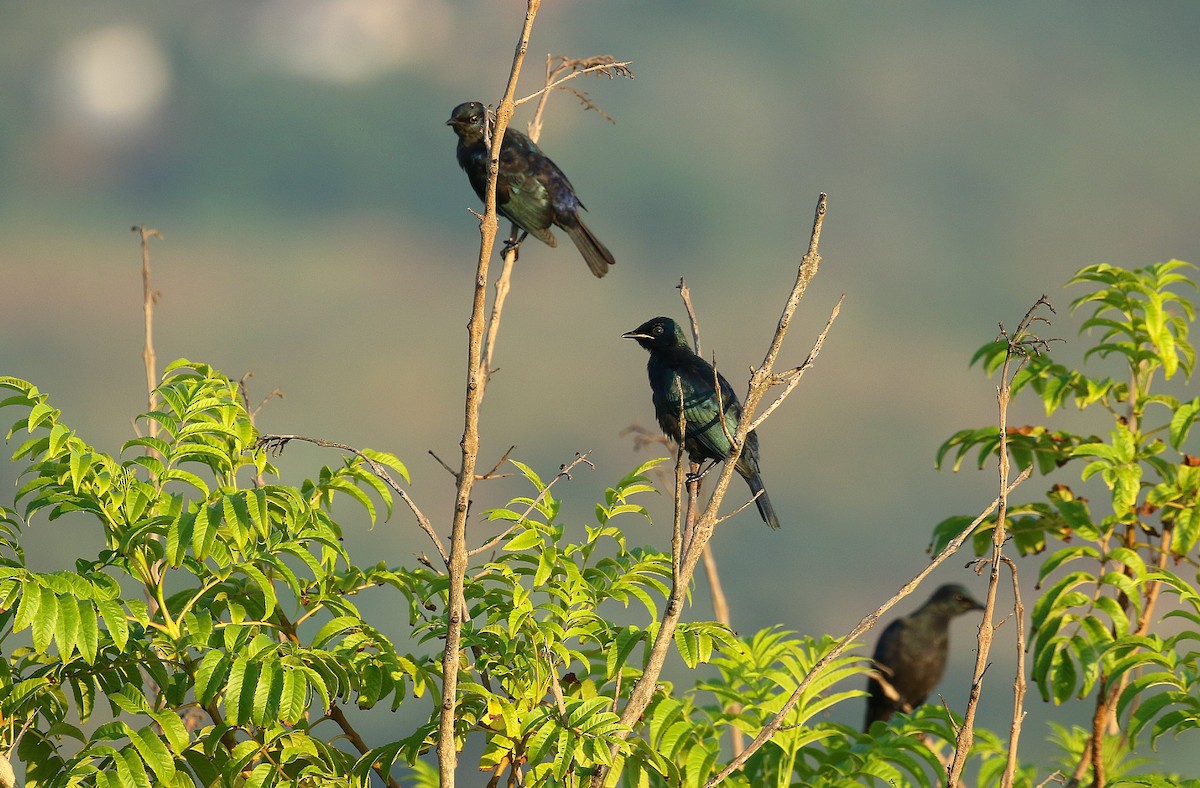 Black-bellied Starling - ML636455067