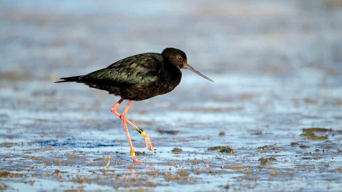 Black Stilt - ML636455071