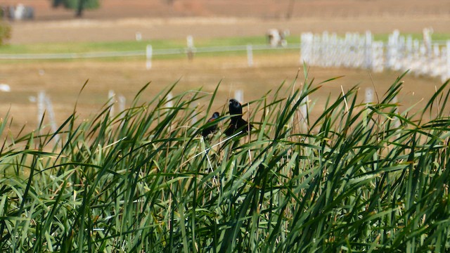 Tricolored Blackbird - ML636455119