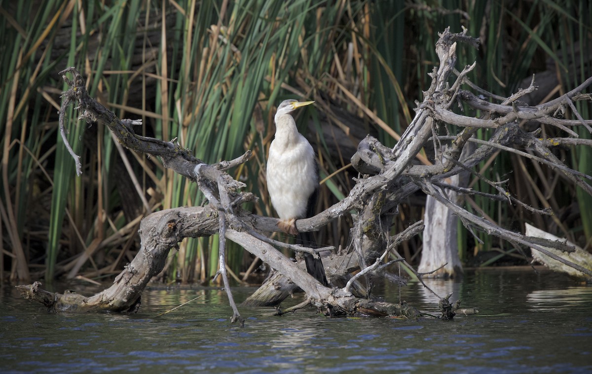 Australasian Darter - ML636455157
