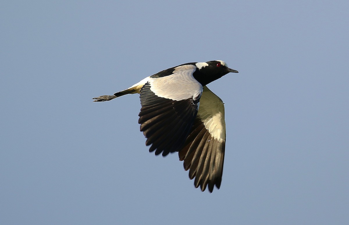 Blacksmith Lapwing - ML636455180