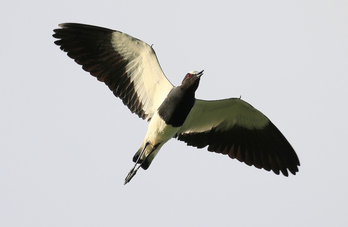 Blacksmith Lapwing - ML636455181