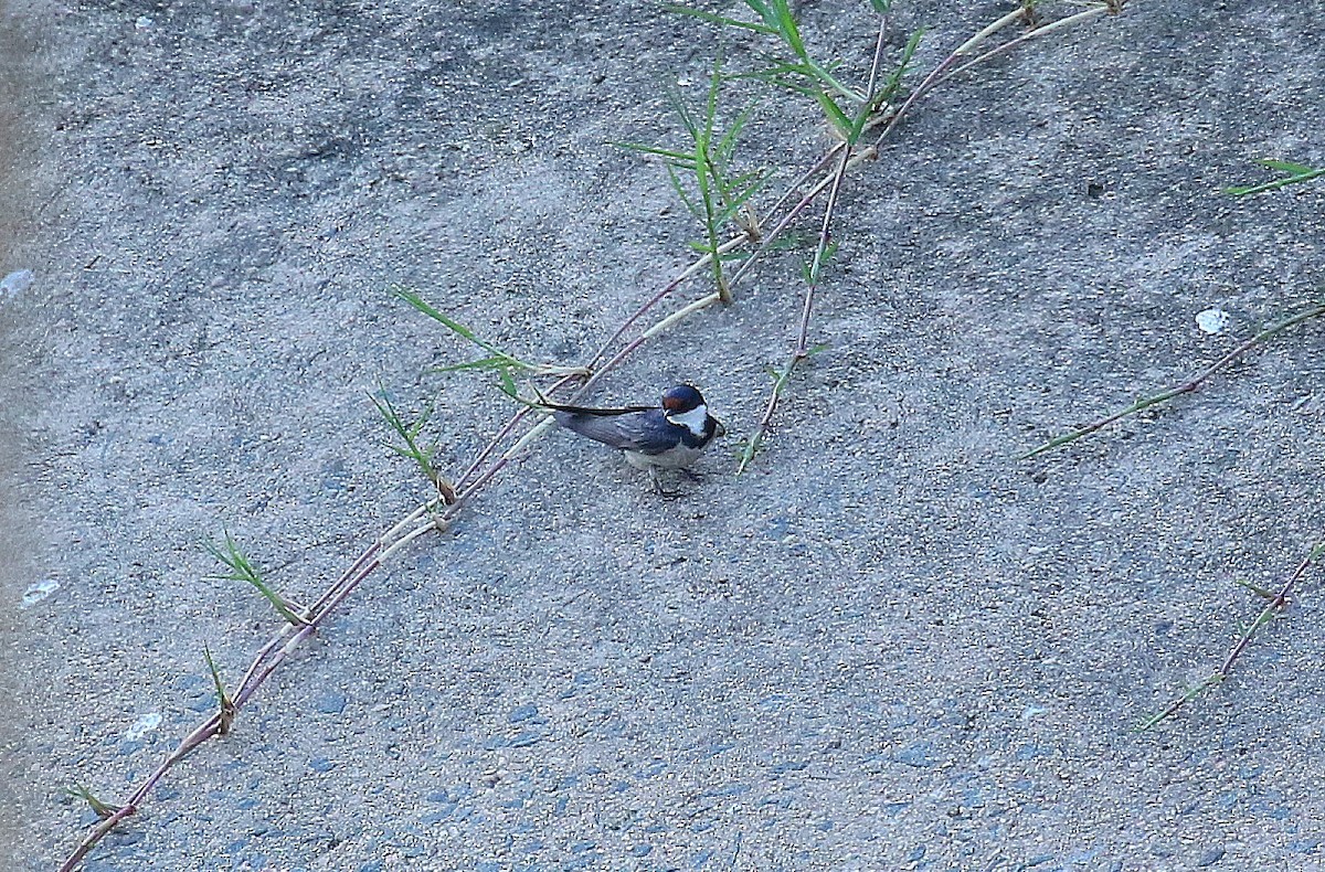 White-throated Swallow - ML636455206