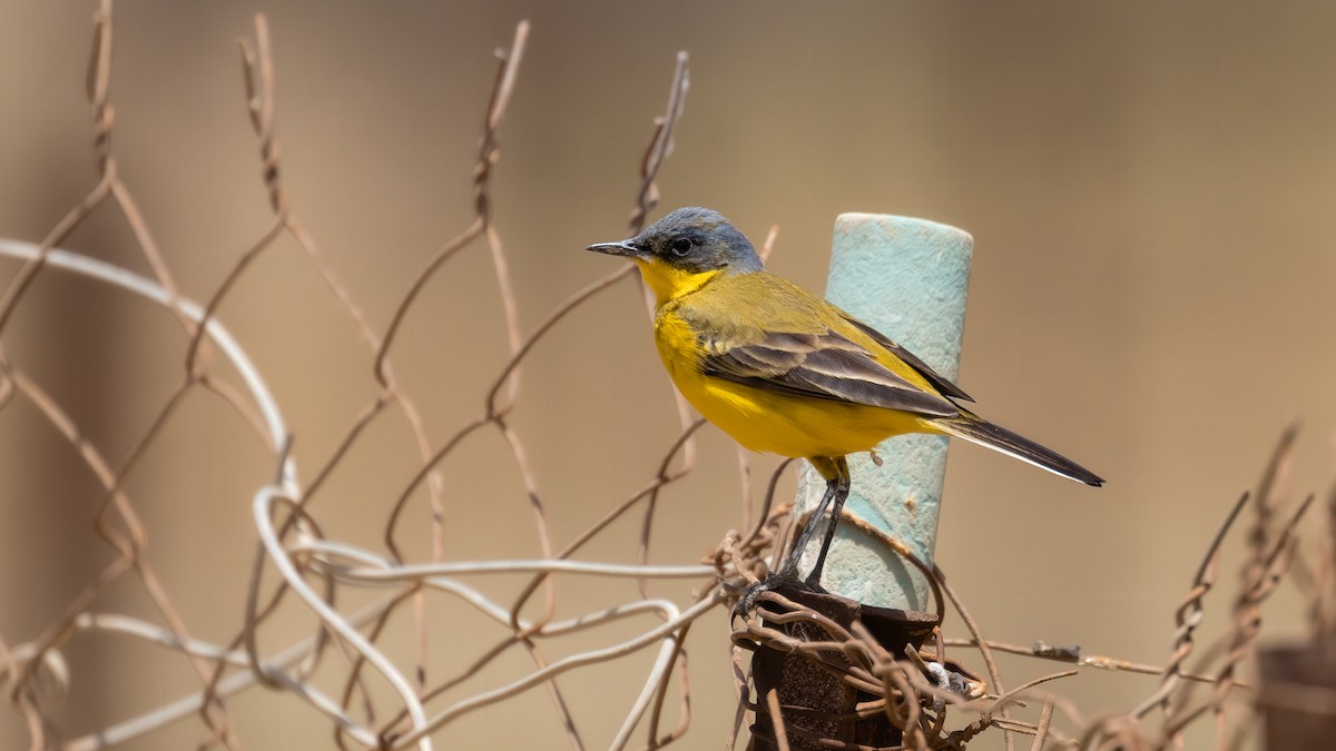 Western Yellow Wagtail (thunbergi) - ML636455241