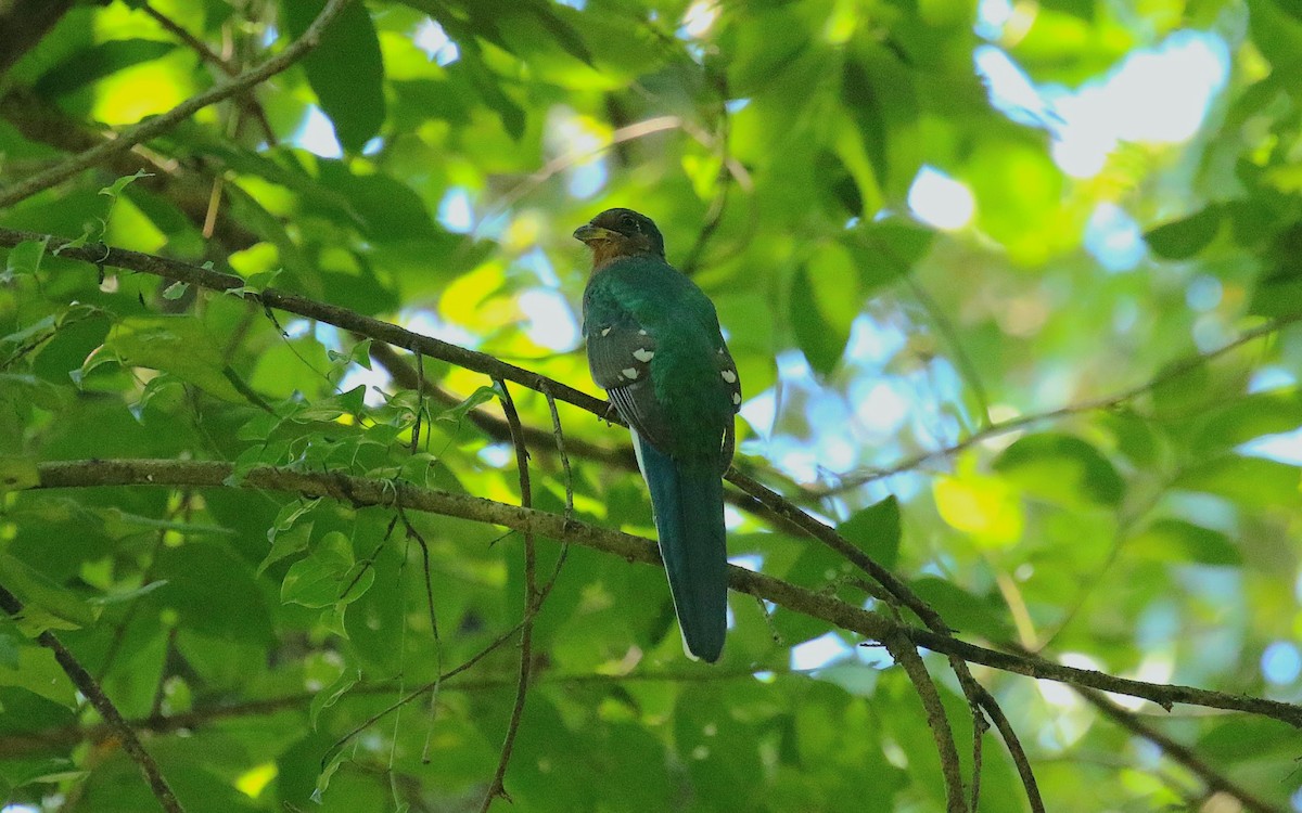Narina Trogon - ML636455275