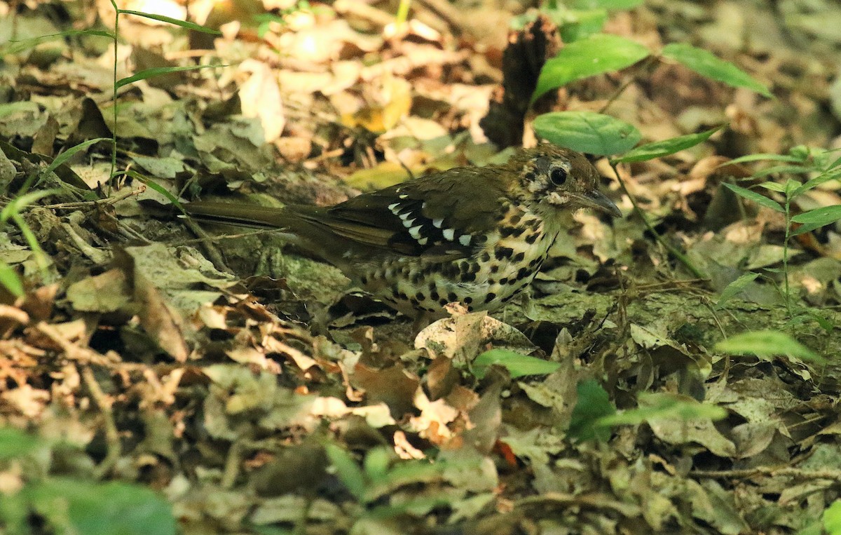 Spotted Ground-Thrush - ML636455282