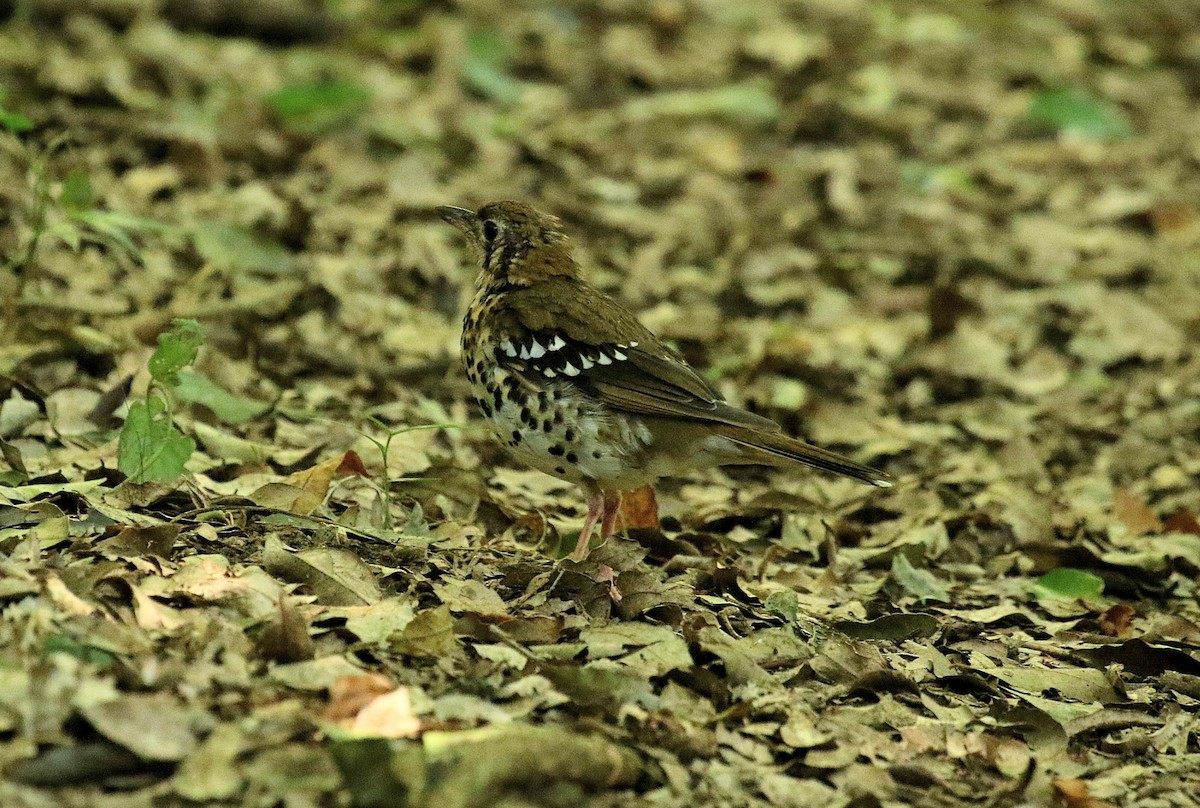 Spotted Ground-Thrush - ML636455283