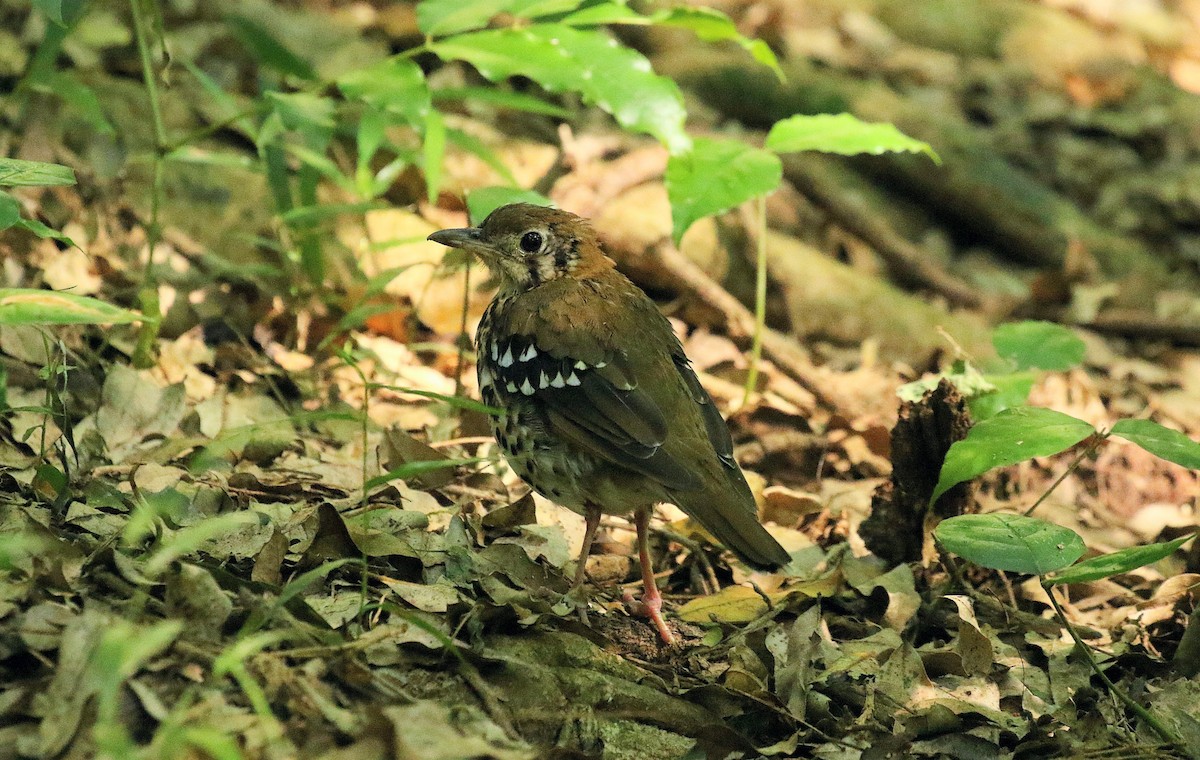 Spotted Ground-Thrush - ML636455284