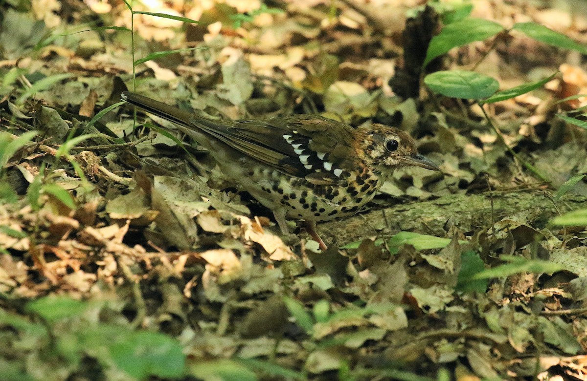 Spotted Ground-Thrush - ML636455285