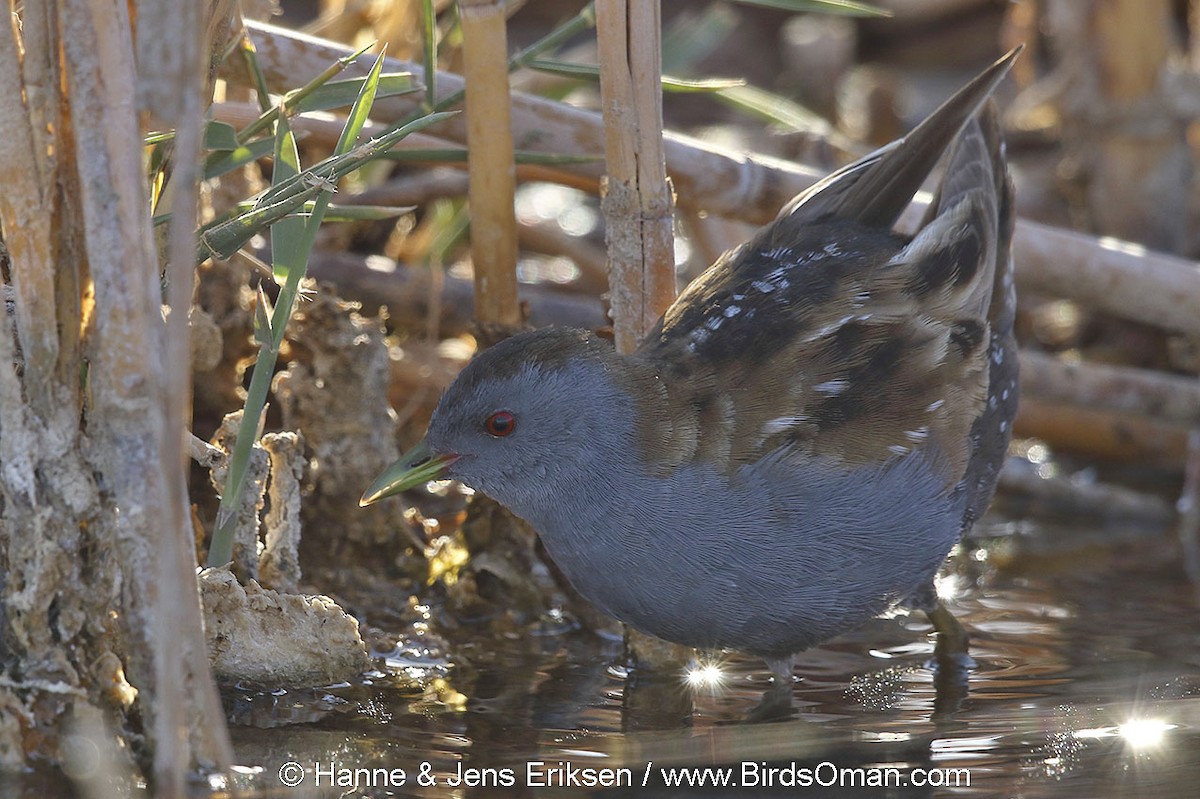 Little Crake - ML63645531