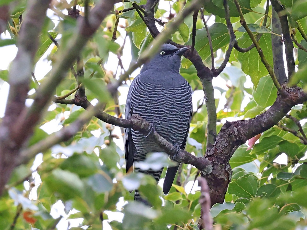 Barred Cuckooshrike - ML636455333