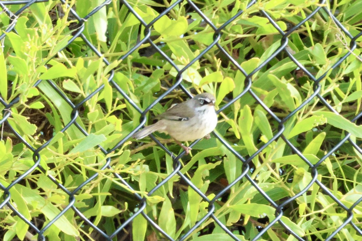 Spotted Scrubwren - ML636455353