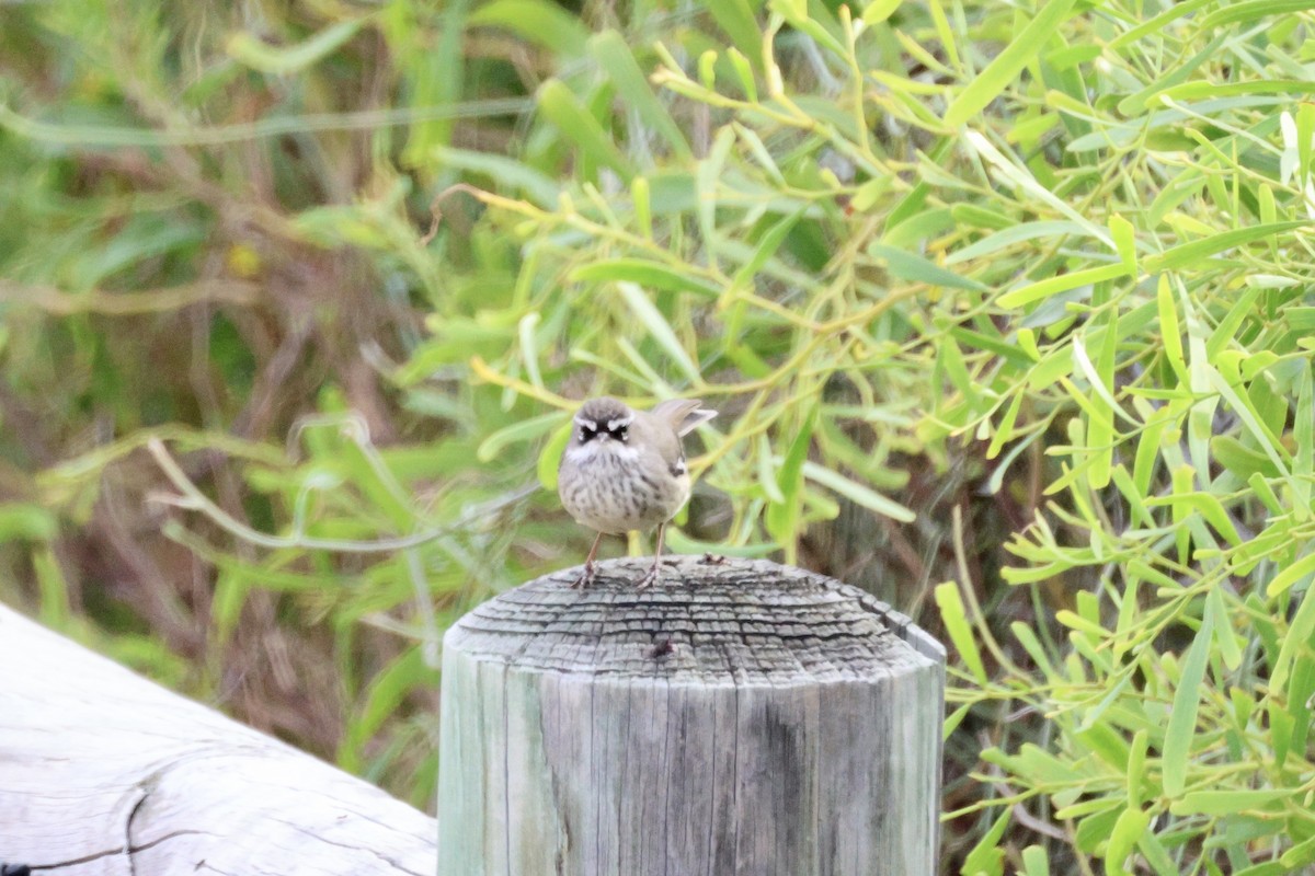Spotted Scrubwren - ML636455354