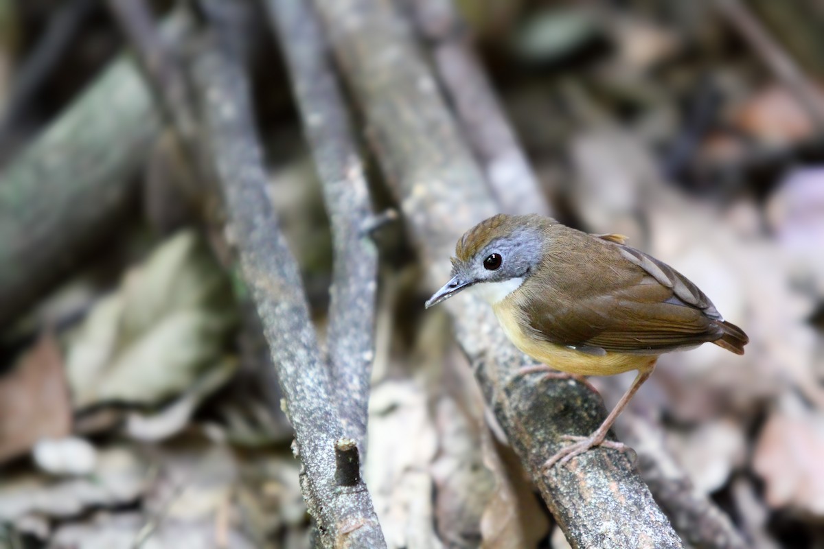 Short-tailed Babbler - ML636455421