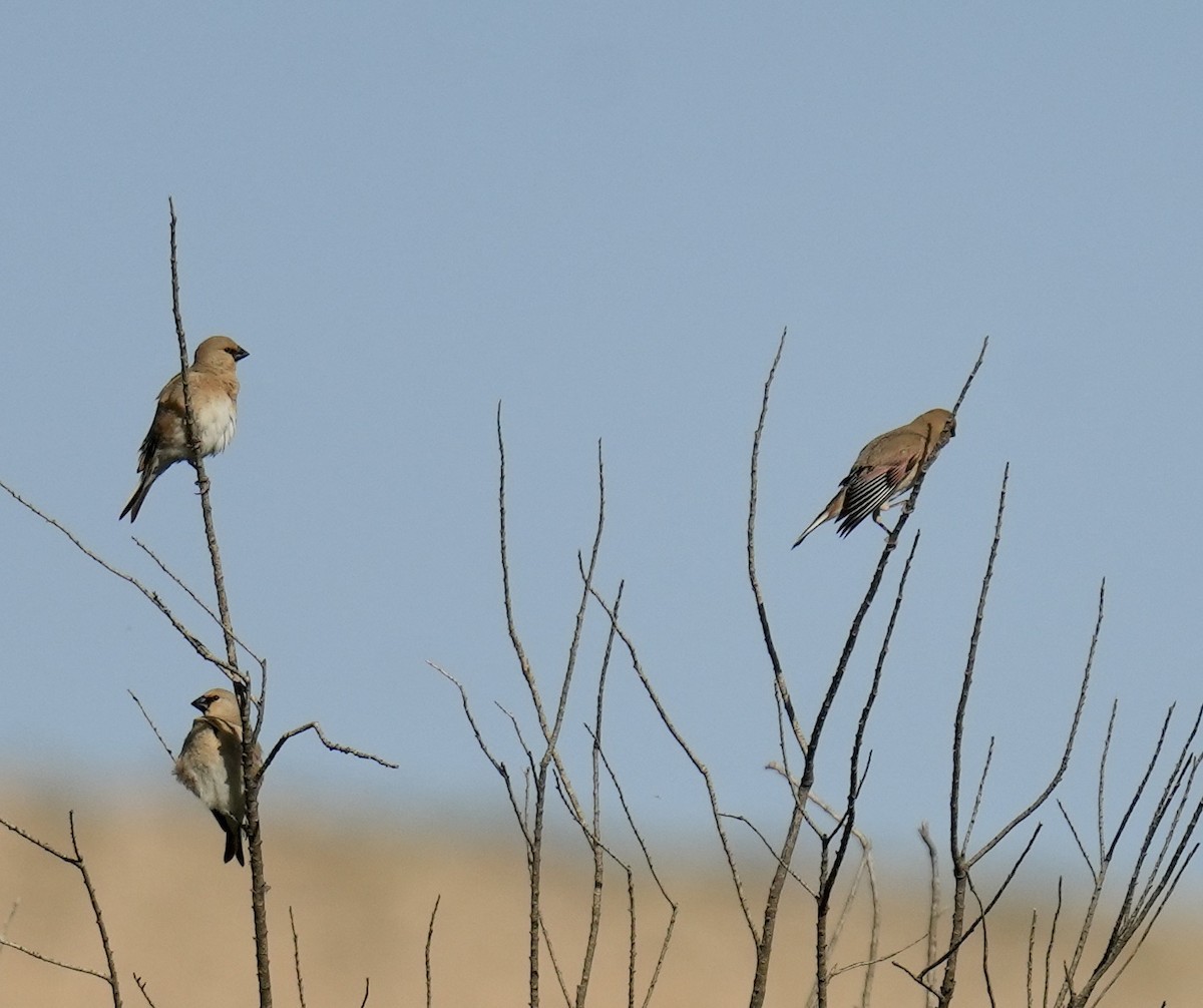 Desert Finch - ML636455476
