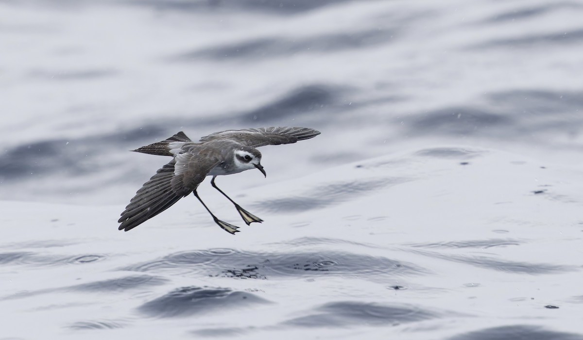 White-faced Storm-Petrel - ML636455488