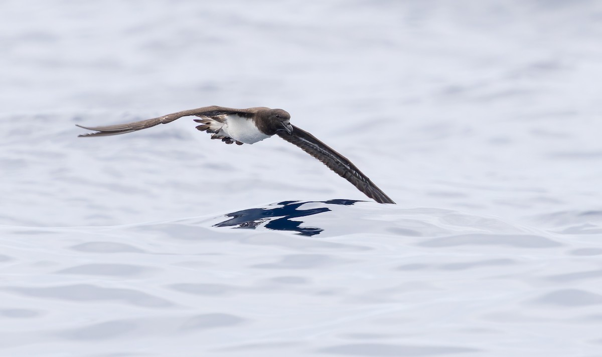 Tahiti Petrel - ML636455490