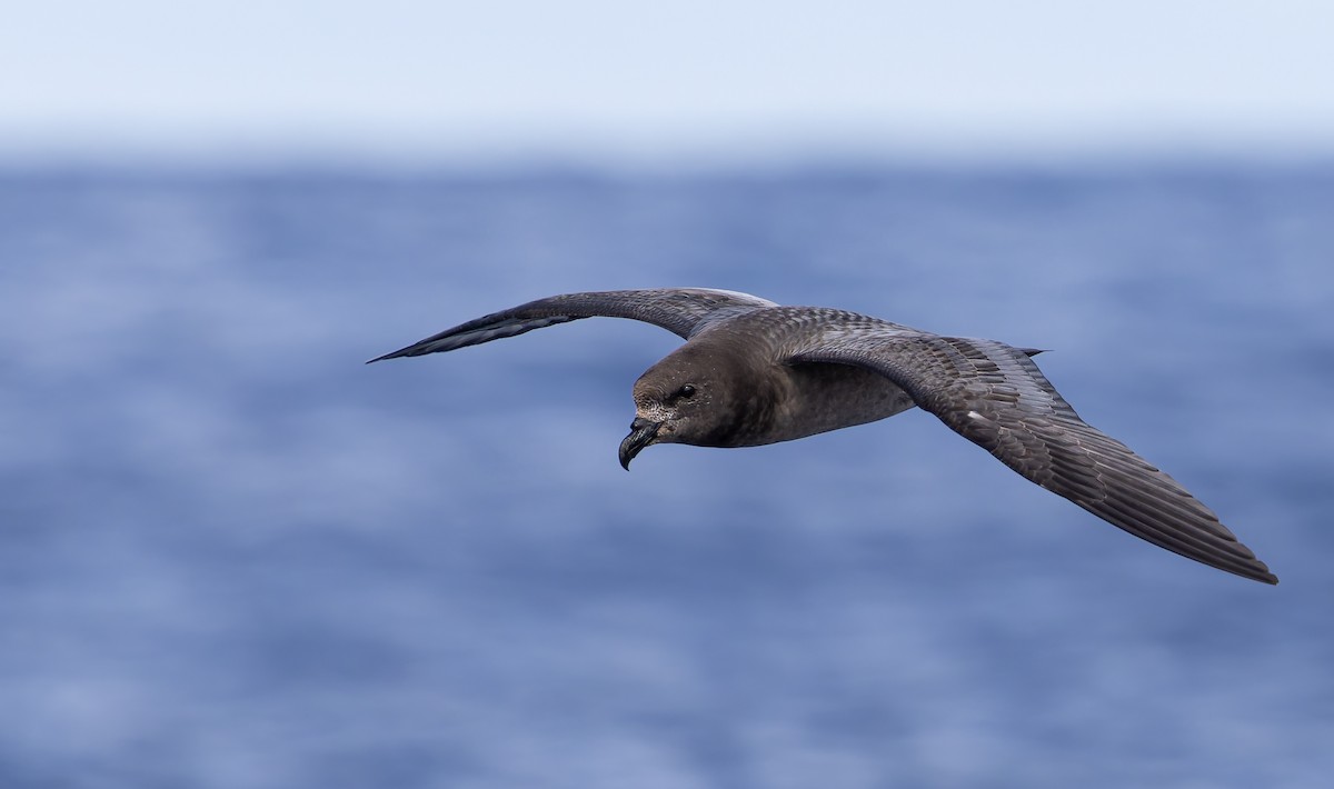Providence Petrel - ML636455495