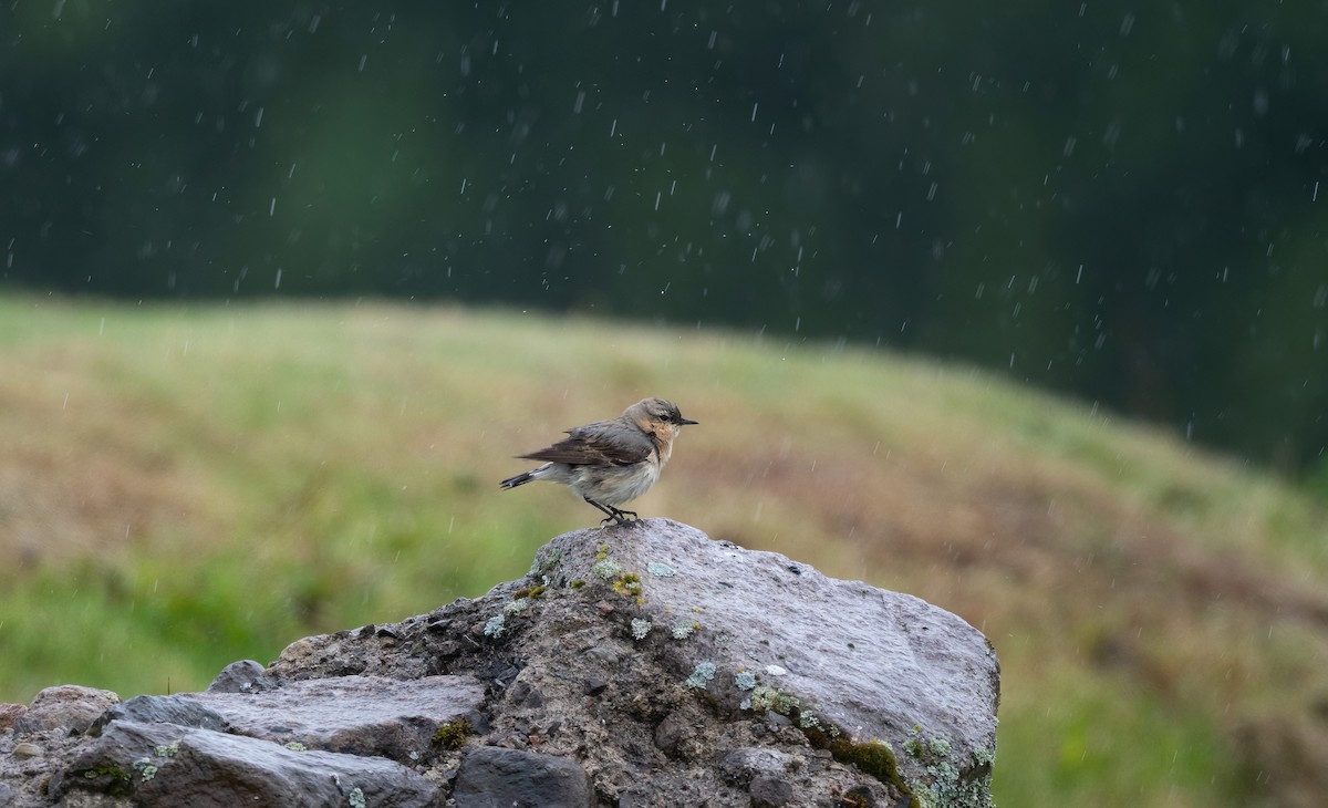 Northern Wheatear (Eurasian) - ML636455497