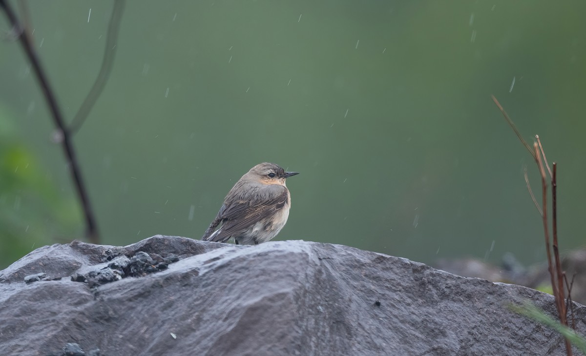 Northern Wheatear (Eurasian) - ML636455507
