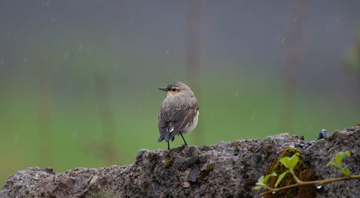 Northern Wheatear (Eurasian) - ML636455508