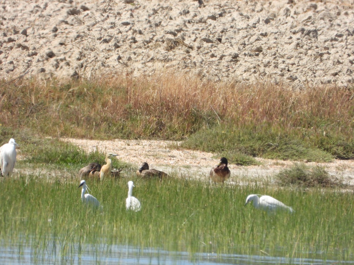 Squacco Heron - Pablo Gamarra Peñalver