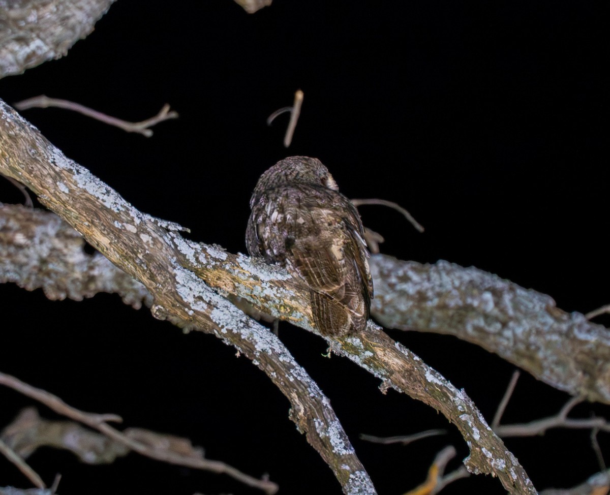 Maghreb Owl - ML636455519