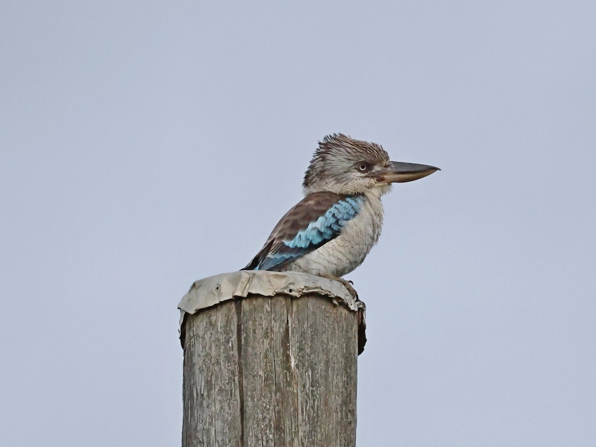 Blue-winged Kookaburra - ML636455580